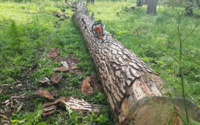 Спил и вырубка деревьев, корчевание пней - Белогорск, цены, предложения специалистов