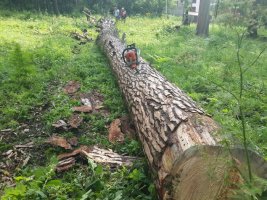 Спил и вырубка деревьев, корчевание пней стоимость услуг и где заказать - Белогорск