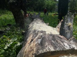 Спил и вырубка деревьев, корчевание пней стоимость услуг и где заказать - Белогорск